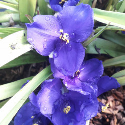 Tradescantia ‘Blue and Gold’