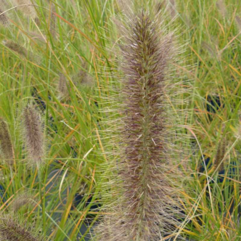 Pennisetum alopecuroides