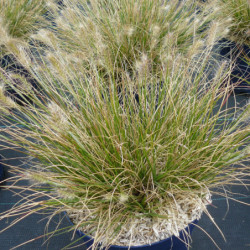 Pennisetum ‘Little Bunny’