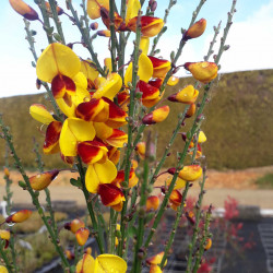 Cytisus scoparius Andreanus