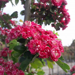 Crataegus laevigata Paul's Scarlet