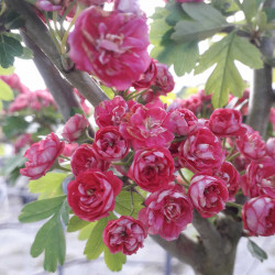 Crataegus laevigata 'Paul's Scarlet' - Aubépine