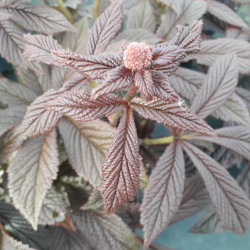 Rodgersia pinnata 'Bronze Peacock'