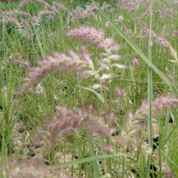 Pennisetum orientale ‘Karley Rose’