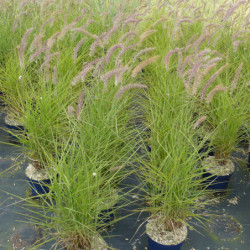 Pennisetum orientale ‘Karley Rose’