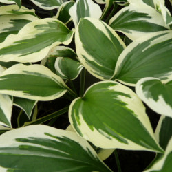 Hosta ‘Patriot‘