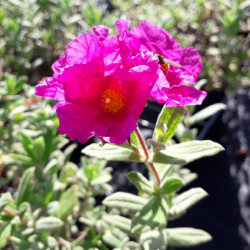 Cistus pulverulentus ‘Sunset’