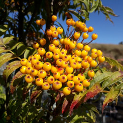 Sorbus aucuparia 'Autumn Spire' ® - Flanrock - Sorbier des oiseleurs