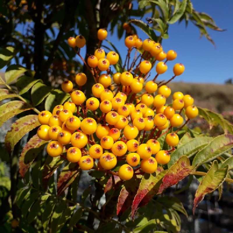 Sorbus aucuparia 'Autumn Spire' ® - Flanrock - Sorbier des oiseleurs