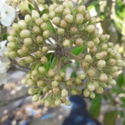 Viburnum x burkwoodii 'Eskimo'