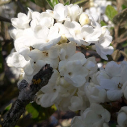 Viburnum x burkwoodii 'Eskimo'