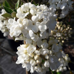 Viburnum x burkwoodii 'Eskimo'