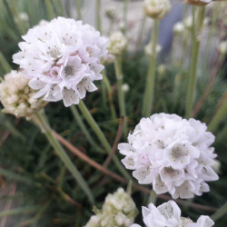 Armeria maritima 'Alba' -  Gazon d'espagne