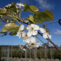 Pyrus calleryana Chantecler