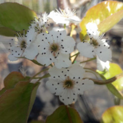 Pyrus calleryana Chantecler