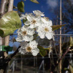 Pyrus calleryana Chantecler