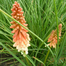 Kniphofia 'Orange Vanilla Popsicle'