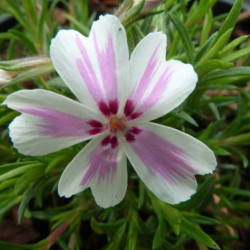 Phlox subulata ‘Candy Stripes’