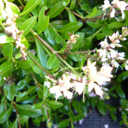 Parahebe ‘Kenty Pink’