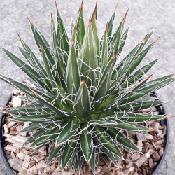 Agave multifilifera