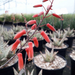Aloe rauhii Cleopatra