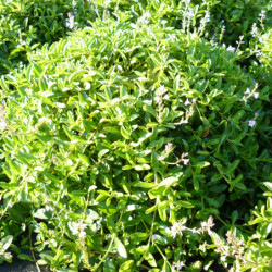 Parahebe ‘Kenty Pink’