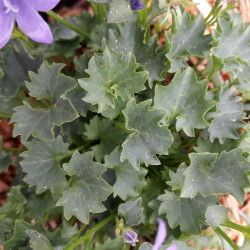 Campanula portenschlagiana
