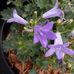 Campanula portenschlagiana