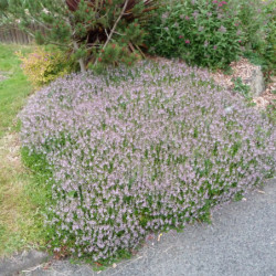 Parahebe ‘Kenty Pink’