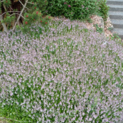 Parahebe ‘Kenty Pink’