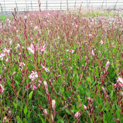 Gaura lindheimeri ‘Rosyjane’
