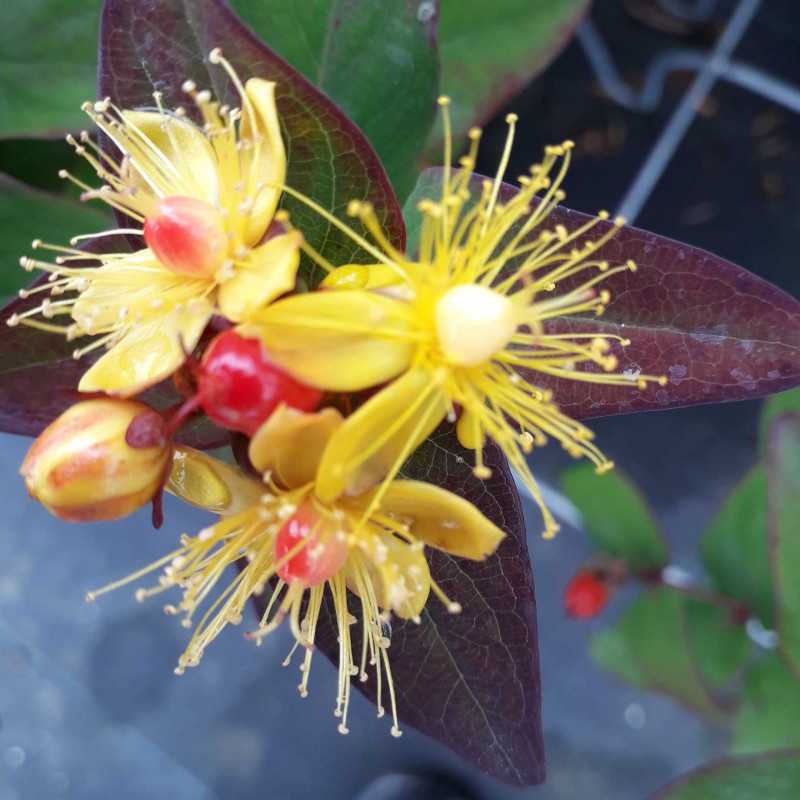 Hypericum × inodorum Magical ® 'Impression' - Kolmagimpre