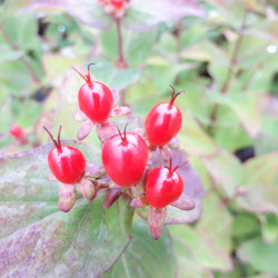 Hypericum × inodorum Magical ® 'Impression' - Kolmagimpre