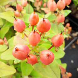 Hypericum × inodorum Magical ® 'Innocence' - Kolmaginno - MILLEPERTUIS