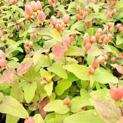 Hypericum × inodorum Magical ® 'Innocence' - Kolmaginno - MILLEPERTUIS