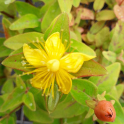 Hypericum × inodorum Magical ® 'Innocence' - Kolmaginno - MILLEPERTUIS