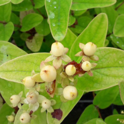 Hypericum × inodorum Magical ® 'Sunshine' - kolmasun