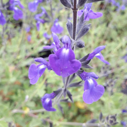 Salvia microphylla 'Délice Féline'