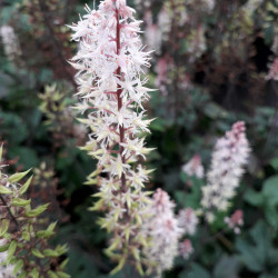 Tiarella Pink Skyrocket