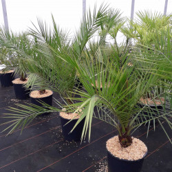Phoenix canariensis - Palmier dattier des Canaries