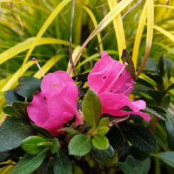 Azalea japonica Anna Frank