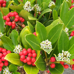 Skimmia japonica ‘Temptation