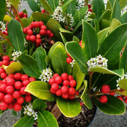 Skimmia japonica ‘Temptation