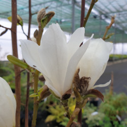 Magnolia kobus ‘Isis’