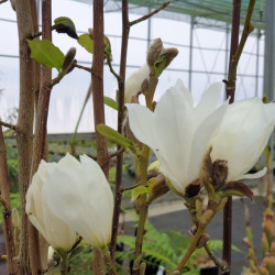 Magnolia kobus ‘Isis’