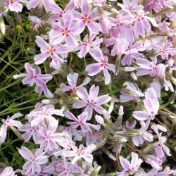 Phlox subulata ‘Candy Stripes’
