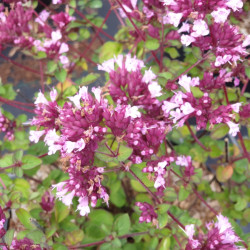 Origanum vulgare ‘Compactum‘