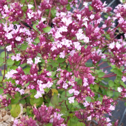 Origanum vulgare ‘Compactum‘