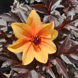 Dahlia ‘Mystic ® Spirit‘