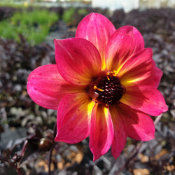 Dahlia ‘Mystic Sparkler‘